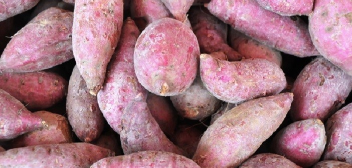 Zoete aardappel