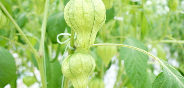 Westland Peppers