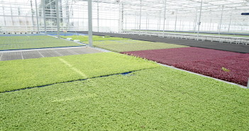 MYF ontdekt: Koppert Cress Koppert Cress
